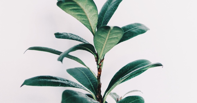 Massage Therapy (RMT)